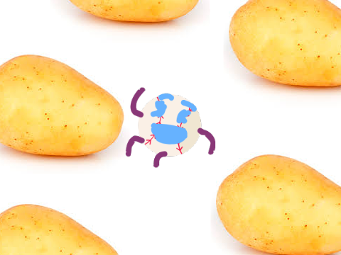 BATATA