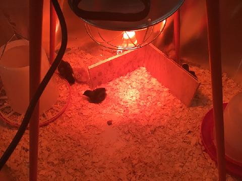 WE GOT SOME CHICKENS! :D