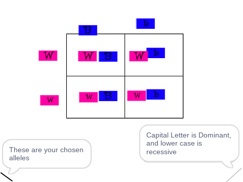 Genetic Punnett Square