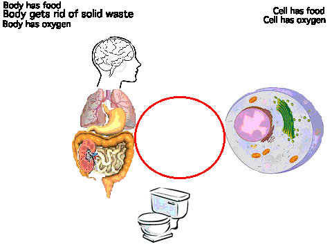 Body and Cell Needs