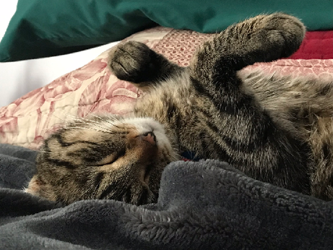 my cat