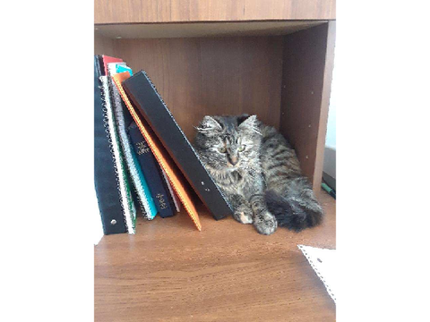 my other cat which is gone now and then my cat i have now