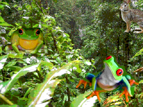 Frog