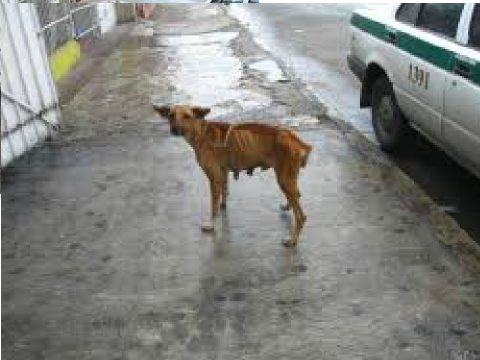 adopt a pet animal crulety  remix