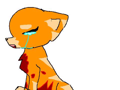 oc cat