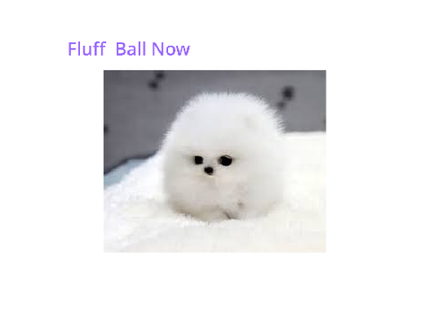 Fluff Ball 