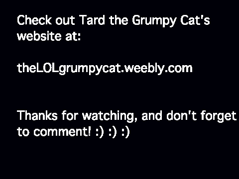 Grumpy Cat