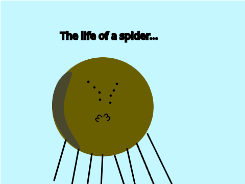 The life of a spider...