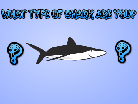 What Type Of Shark Are You?