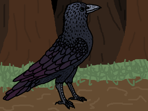 Crow Drawing Process