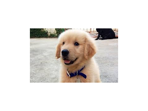 The 7 Types of dog breeds i like(By Dhady1)