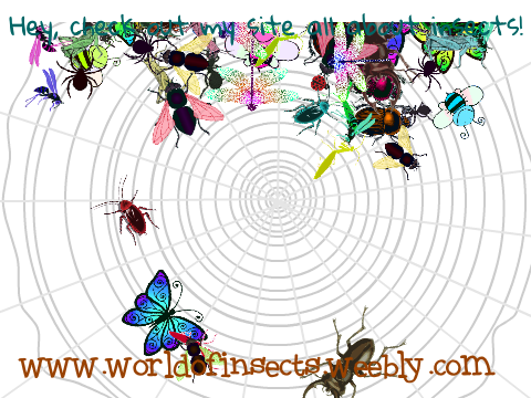 World of Insects