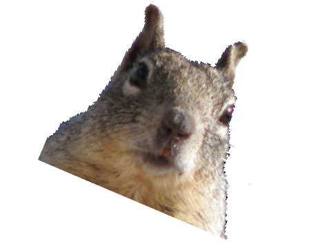 i lik squirrels