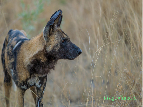 Sign if you are against hunting for sport!