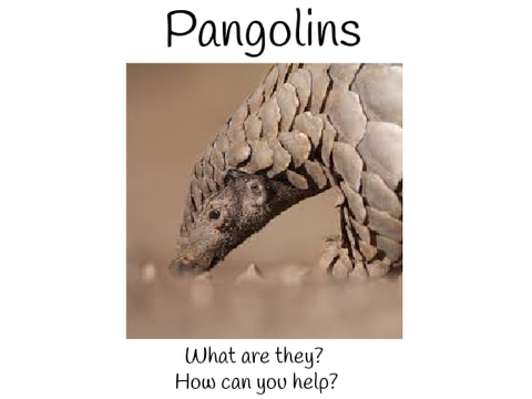 Pangolins - What are they and how you can help them