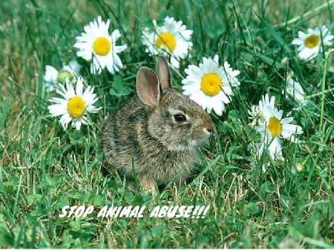 STOP ANIMAL ABUSE!