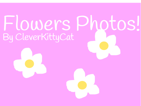 Flower Photos!