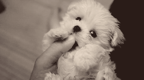 Cute Little Doggies