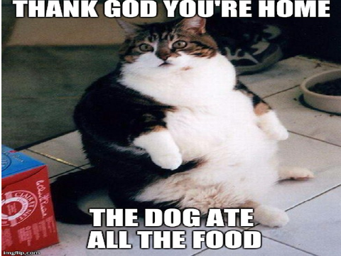 Funny Cat memes