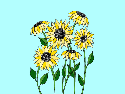 Sunflower 