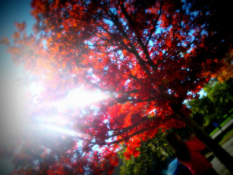 Pictures I Took and Edited ^^