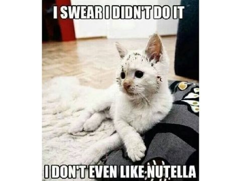 funny and cute cat pictures
