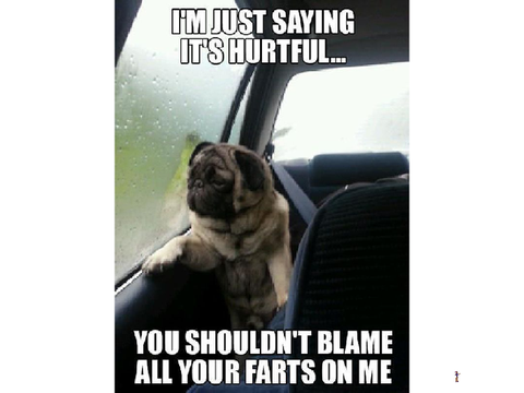 funny dog pictures