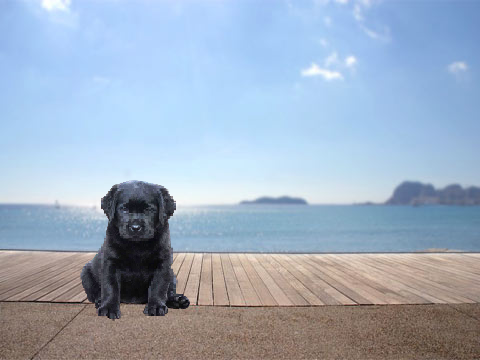 Math Puppy
