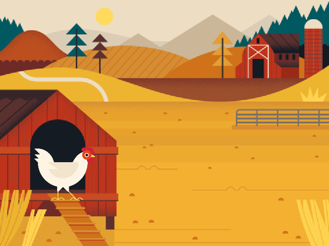 A Day in the Life of a Chicken