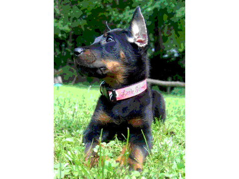 Beauceron
