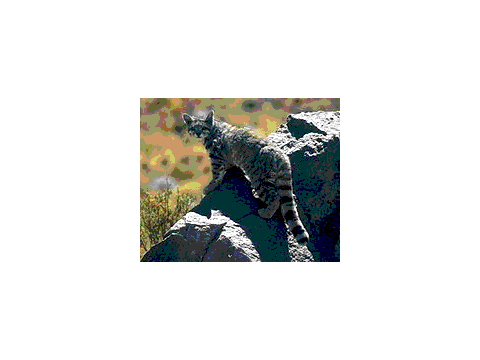 Andean Mountain Cat