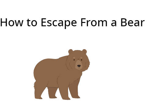 How to Escape From a Bear