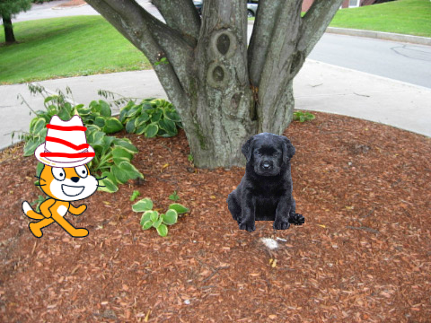 the cat in the hat