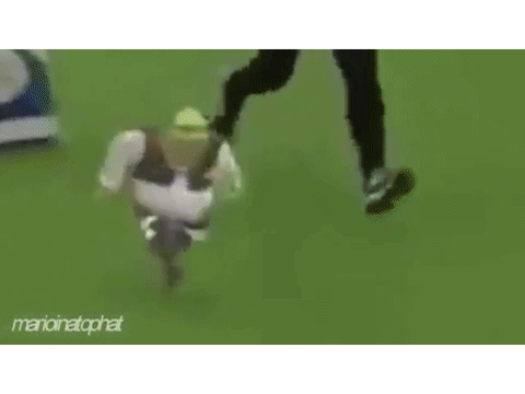 Shrek Runs Through Dog Course