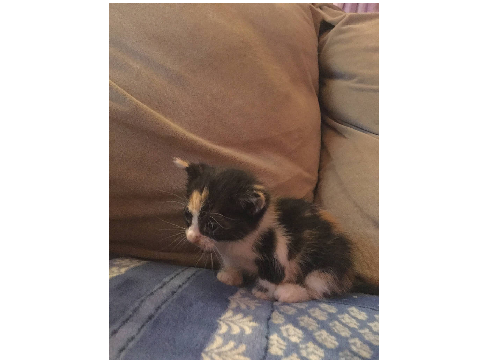 . My new kitten! .