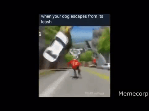 when your dog escapes from its leash