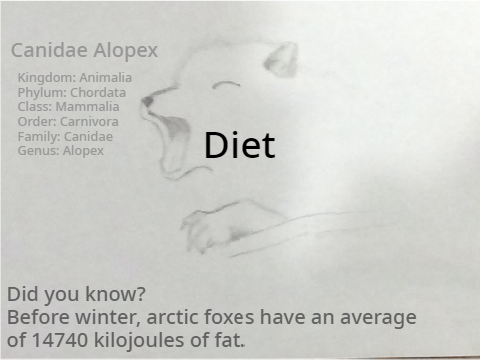 Arctic Fox (1)