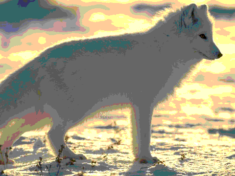 Arctic fox