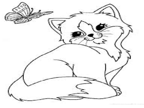 Cute Cat CC
