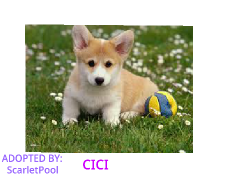 DOG ADOPTION *CLOSED*