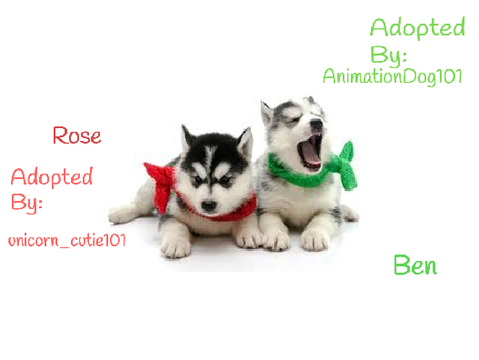 Dog Adoption