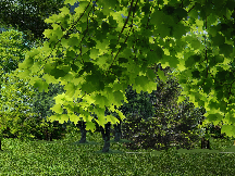 forest generator except significantly worse