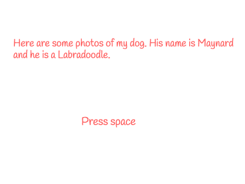 Maynard The Labradoodle