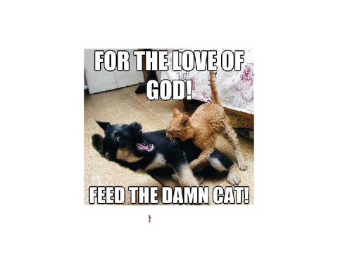 funny and cute cat pictures remix
