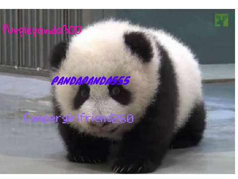 Sign if you are against PANDA POACHING! REMIX REMIX remix