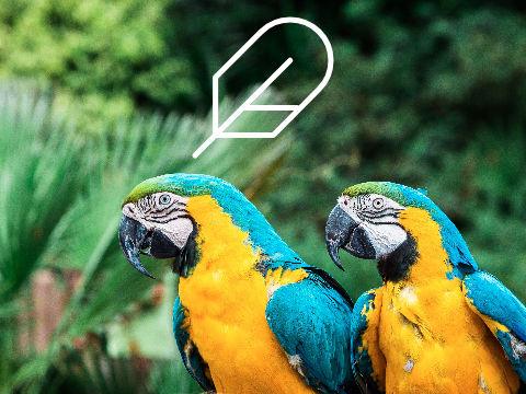 Feather Desktop 0.2 - Parrot