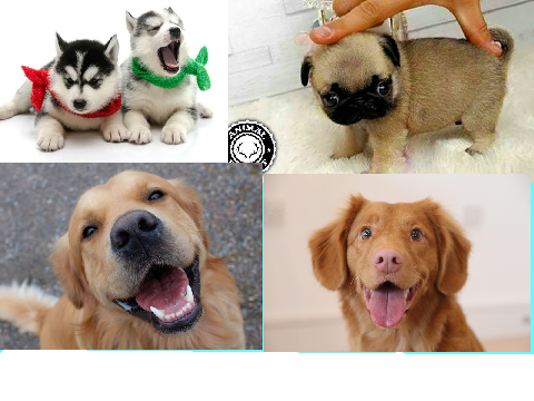 DOG! DOG! DOG!