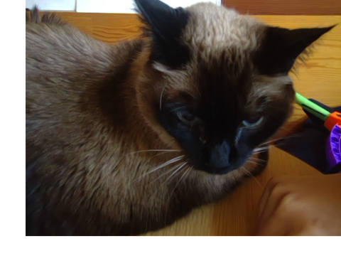 this is my cat