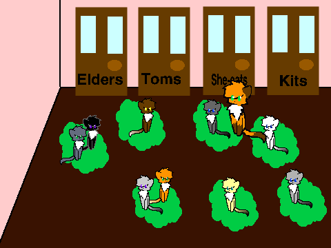 Tribe Cat adoption