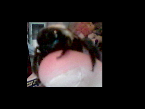 My Bee Melissa